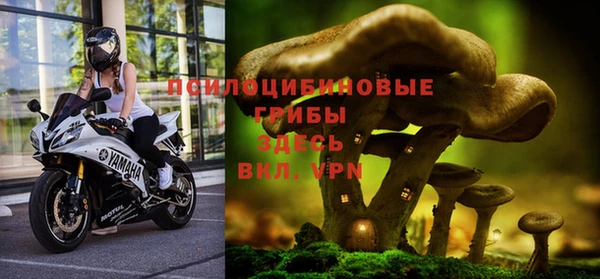 прущие грибы Абаза